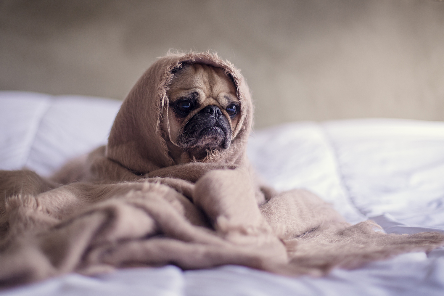 prostatite nel cane sintomi e cura prostatite nel cane sintomi e cura